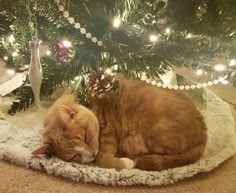 an orange cat sleeping on top of a blanket under a christmas tree