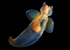 an orange and yellow fish with black background