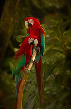 two red and green parrots sitting on top of a tree branch in the jungle