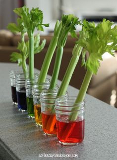 four jars filled with different colored liquid and green stems in them, sitting on a counter