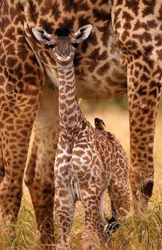 a baby giraffe standing next to an adult giraffe in the grass