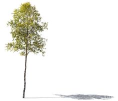 a single tree on a white background