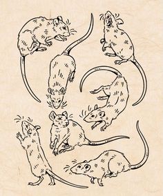 an image of mouses in different positions