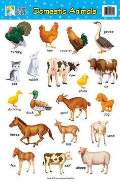 an image of domestic animals on a poster