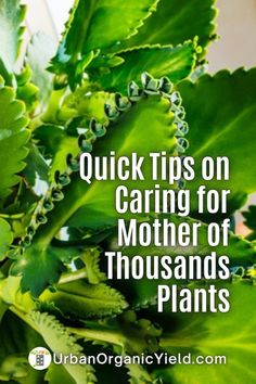 a plant with green leaves and the words quick tips on caring for mother of thousands plants