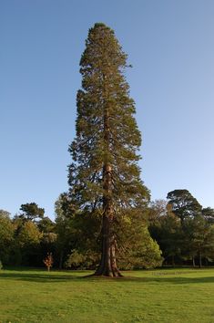 a large tree in the middle of a grassy area with trees around it and blue sky above