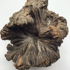 a piece of wood that looks like it is growing out of the ground