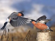 two birds that are standing on top of a tree stump in the grass and one has its wings spread out