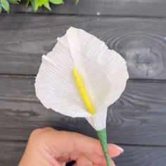 a hand holding a white flower on top of a wooden table