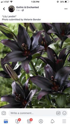 purple flowers with green leaves in the background