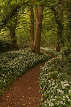 a path in the middle of a forest with white and green flowers on both sides