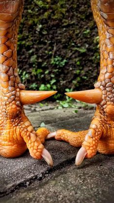 the legs and feet of an animal with large, sharp claws on it's body