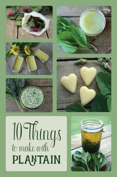 Here are 10 useful things you can make with plantain leaves: infused oil, coconut plantain balm, plantain lip repair, plantain lotion bars, lavender plantain bath salts, lavender plantain lotion, herbal plantain bath bags, plantain infused vinegar, plantain poultice & plantain tincture. Bath Bags, Lip Repair, Plantain Leaves, Magia Das Ervas, Infused Oil, Useful Things, Herbal Recipes, Natural Healing Remedies, Herbal Healing