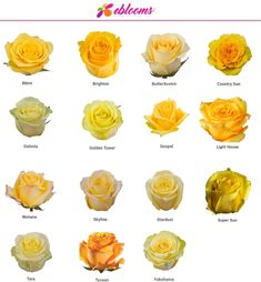 the different types of roses are shown in this image, including yellow and white flowers