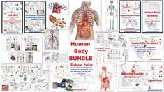 the human body bundle includes pictures, diagrams and text for students to use in their class