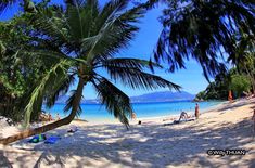 people are relaxing on the beach under palm trees