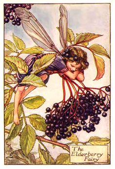 an illustration of a fairy on a branch with berries in her hand and the words, the elderberry fairy