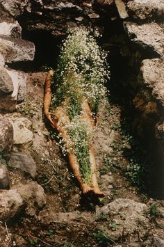 an animal laying on the ground next to some rocks and flowers in its mouth, with grass growing out of it's back end