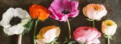 five different colored flowers are arranged in a row on a table with the petals still attached