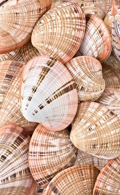 many different types of shells stacked together