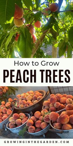 peach trees with the title how to grow peach trees in containers and buckets full of peaches