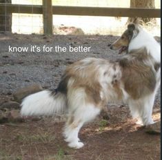 a collie dog standing in the dirt with its head turned to the side and it's mouth open