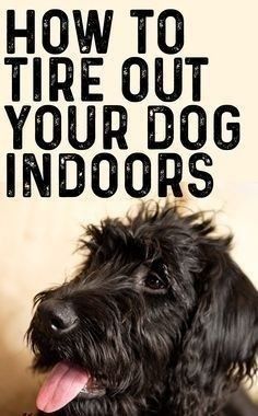 a black dog with it's tongue out and the words how to tire out your dog indoors