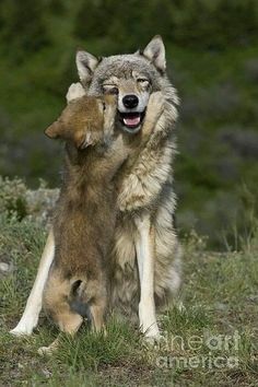 two wolfs playing with each other in the grass