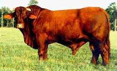 a brown cow standing on top of a lush green field