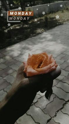 a person holding up a flower in their hand with the words monday written on it