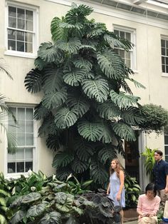 two people are standing in front of a house with large green plants on the sidewalk