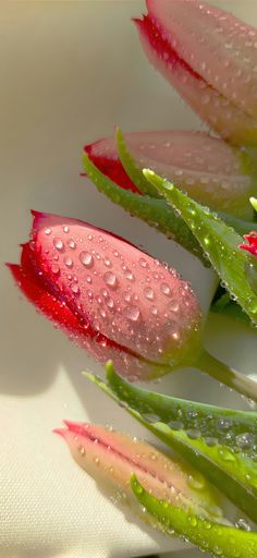 three pink flowers with water droplets on them and one red flower in the foreground