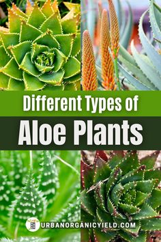 different types of aloe plants with text overlay