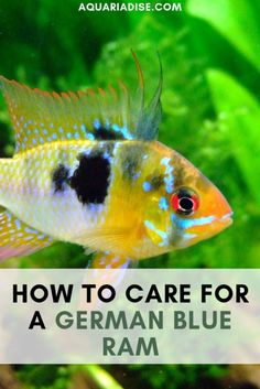 a blue and yellow fish with the words how to care for a german blue ram