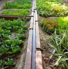 a garden with lots of plants and wooden pipes on the ground in front of it