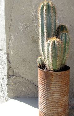 a cactus in a rusty tin can sitting on the side of a building with concrete walls behind it