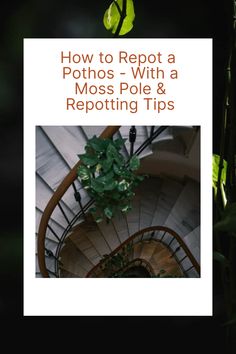 A pothos plant is fast-growing, it is recommended to repot them every year. Repotting it gives the plant roots the possibility to grow freely Different Pothos Plants, Pothos On Moss Pole, Pothos Root Rot, Different Types Of Pothos Plants, N’joy Pothos, Golden Pothos, Plant Problems, Pothos Plant, Patio Inspiration