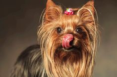 a small dog with its tongue out and wearing a pink flower on it's head