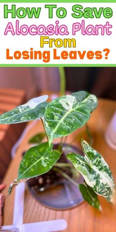 Alocasia, plant care, leaf problems, yellowing leaves, overwatering, 
underwatering, humidity, lighting, plant stress, nutrient deficiency- Alocasia Polly Care- Silver Dragon Alocasia Care- Alocasia Stingray Care- Alocasia Ninja Care- Alocasia Red Secret Care- Alocasia Plant Care- Alocasia Care- Alocasia Leaves Turning Yellow- Alocasia Yellow Leaves
- Alocasia Yellowing Leaves
- Alocasia Soil
- Alocasia Propagation
- Alocasia Plant Care Indoor
- Alocasia Soil Recipe- Alocasia Quilted Dreams Care Nutrient Deficiency, Pest Management, House Plant Care, Fix It, Planting, House Plants, Disease