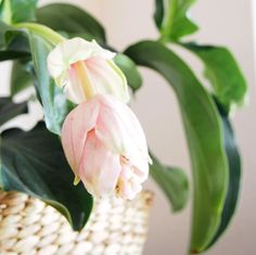 a pink and white flower sitting in a basket next to a green leafy plant