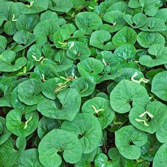 some green leaves are growing in the ground