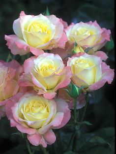 pink and yellow roses are blooming in the garden