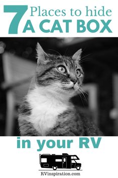 a cat sitting on top of a wooden table next to a camper van and the words 7 places to hide a cat box in your rv