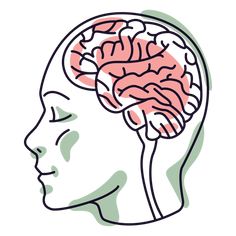 the side view of a person's head with a brain highlighted in pink and green