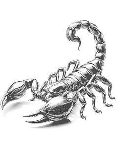 a black and white drawing of a scorpion