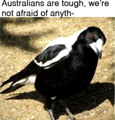 a black and white bird is standing on the ground with its head turned to the side