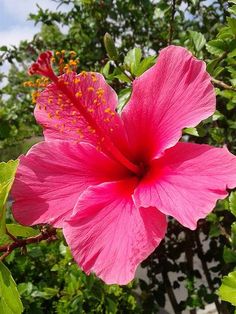 a large pink flower with green leaves around it