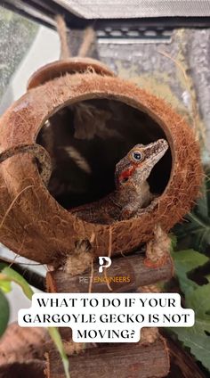 a bird sitting in a coconut nest with the caption what to do if your gargoyle gecko is not moving?