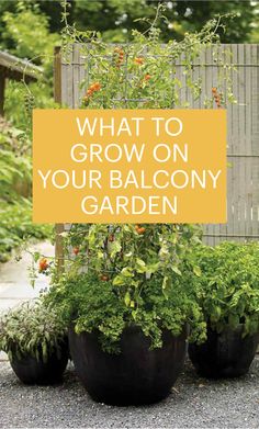 what to grow on your balcony garden