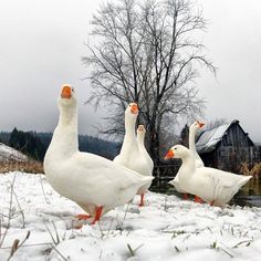 three white ducks walking in the snow near a barn and tree with no leaves on it